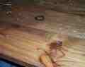 Click here to learn more about our rustic pine flooring